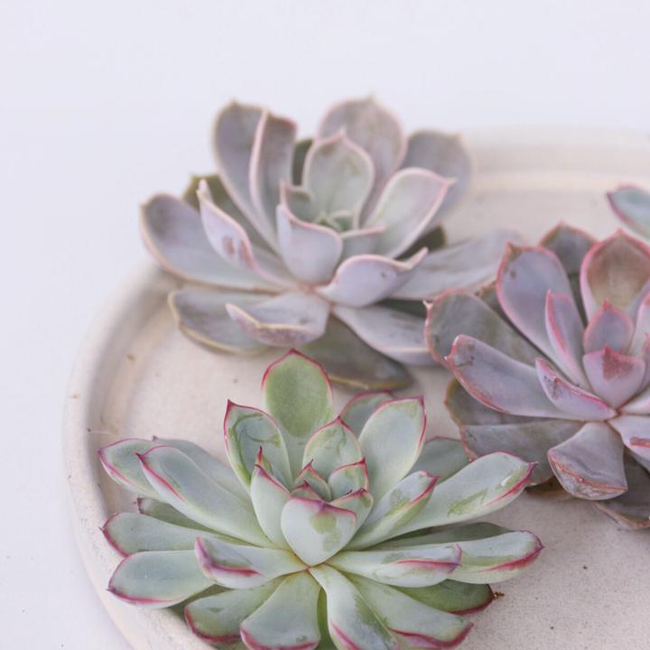 Immagine prodotto Plant in a Box Echeveria lilacina - miscela di 5 Echeveria fai da te (7 cm)
