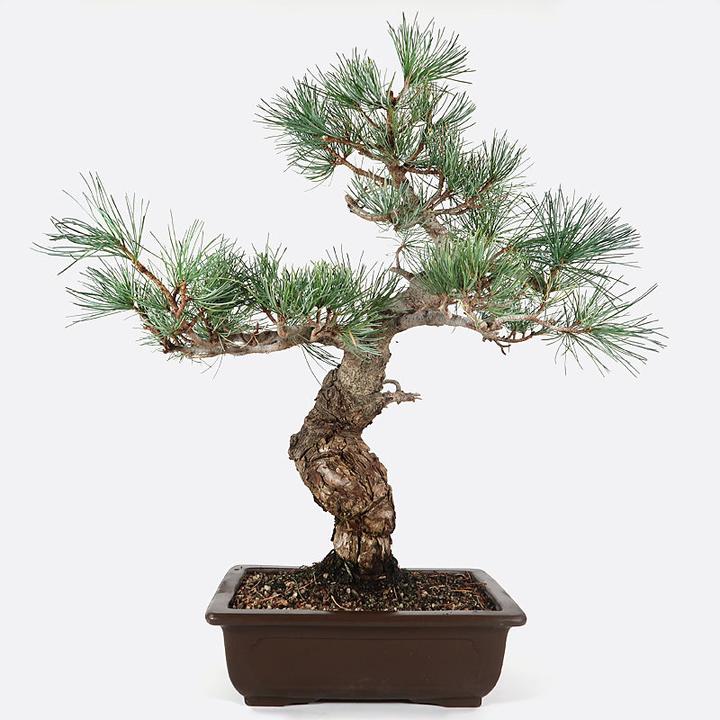 Image du produit Bonsai.ch Pinus pin des jeunes filles cm