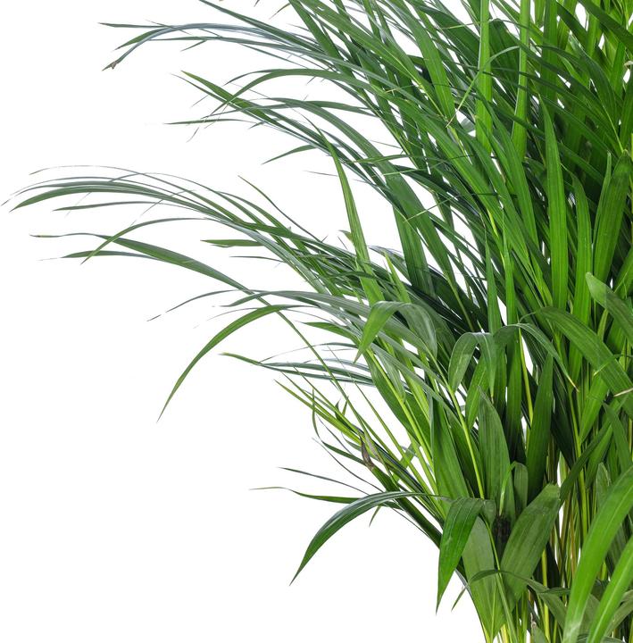 Actual product image Flowerbox Golden fruit palm - height ca. 100 cm, pot-Ø 21 cm - Areca Dypsis Lutescens (100 cm)