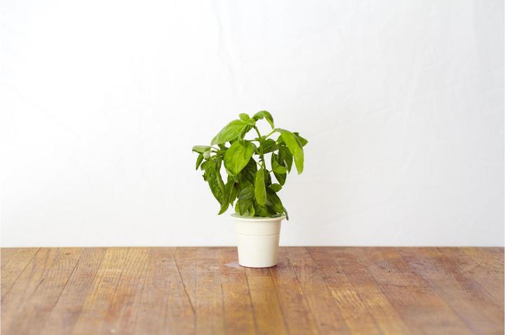 Image du produit Click and Grow Basil (Graines d'herbes aromatiques)