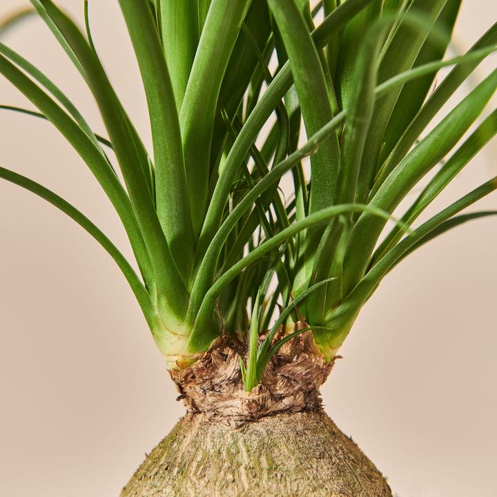 Actual product image Mary and Plants Ponytail Palm (50 cm)
