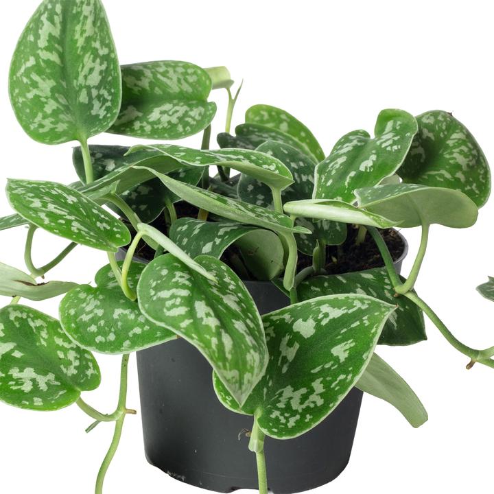 Actual product image Flowerbox Spotted Ivy - Scindapsus pictus 'Argyraeus' (15 cm)