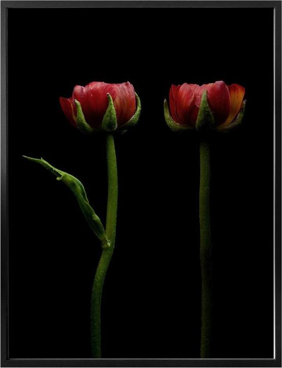 Actual product image Trenddeko Two red ranunculus (30 x 40 cm)