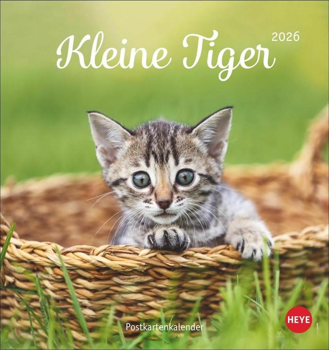 Image du produit Katzen Postkartenkalender Kleine Tiger 2026 (16 x 17 cm, Couverture rigide, Allemand)