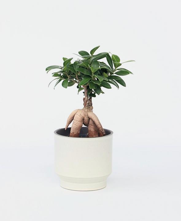 Image du produit Plant in a Box Ficus microcarpa Ginseng - Bonsaï (40 cm)