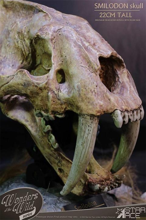 Actual product image Star Ace Toys Wonders of the Wild Series Statue Smilodon Skull Fossil 22 cm