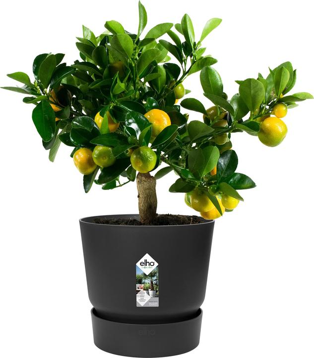 Immagine prodotto Elho Vasi da fiori (29.50 cm)