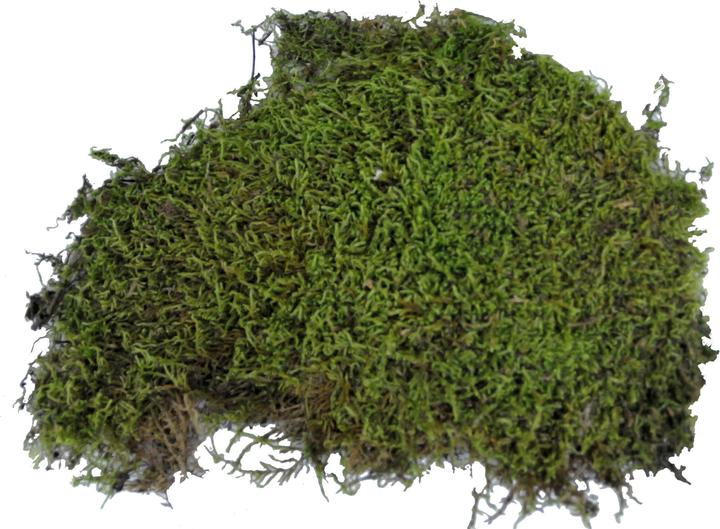 Image du produit Lucky Reptile Mousse de vivarium