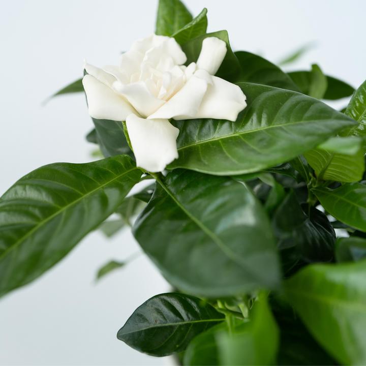 Immagine prodotto Plant in a Box Gardenia Jasminoides (20 cm)