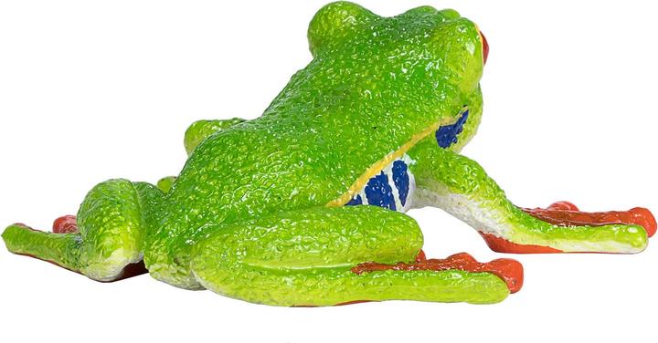 Actual product image small foot Red-eyed Tree Frog