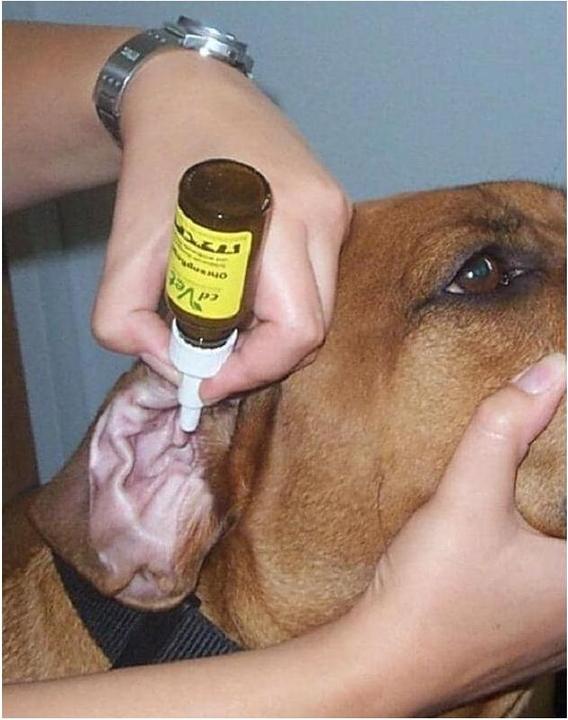 Produktbild cdVet Ohrenreiniger Ohrenpflege, 20 ml (Hund, 20 ml)