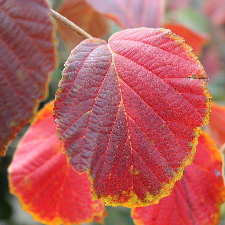 Produktbild Zulauf Zaubernuss / Hamamelis in. 'Diane' (80 cm, Tierfreundlich)