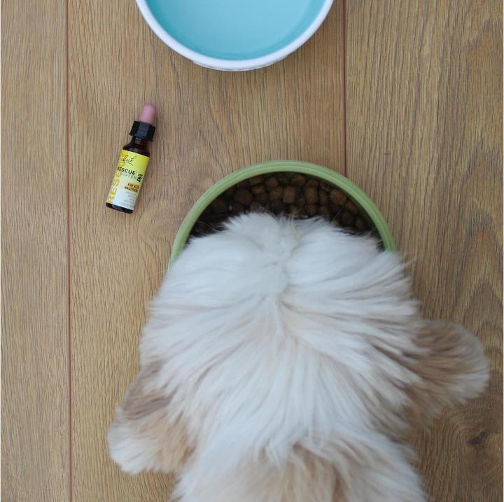 Produktbild Bach Rescue Rescue Original (Hund, 10 ml)