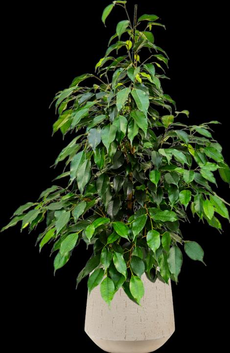 Produktbild Mahaloplants Ficus benjamina (60 cm, Frisch umgetopft)