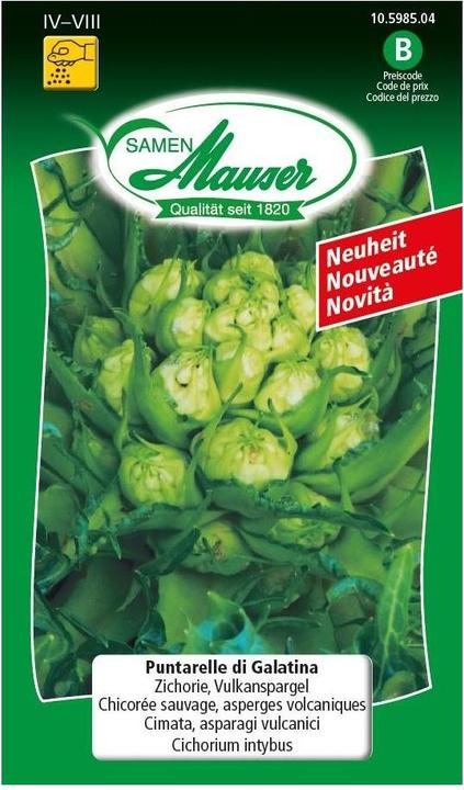 Samen Mauser Puntarelle di Galatina Zichorie, Vulkanspargel (Gemüsesamen)