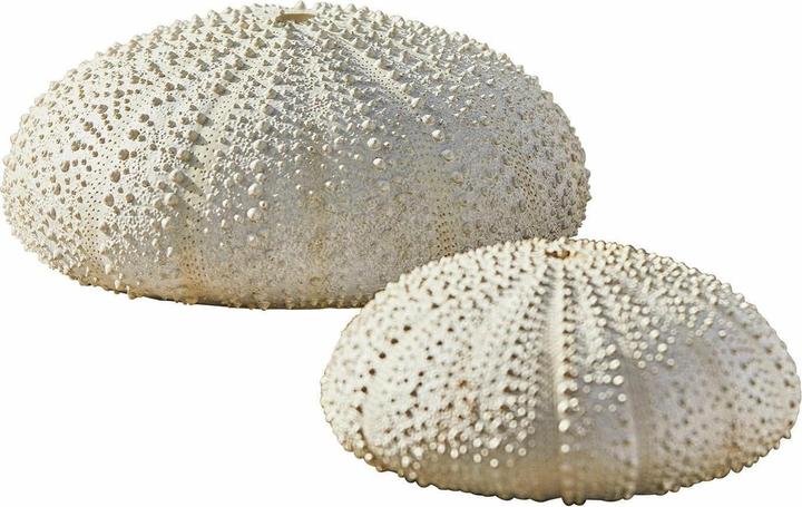 Produktbild Loberon Deko-Seeigel 2er Set Kimbar antikweiss
