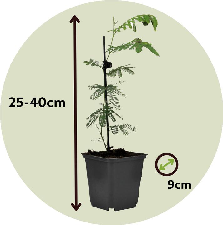 Actual product image Plant in a Box Acacia dealbata Mimosa - Mimosa plants set of 3 (40 cm)