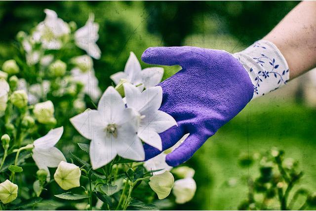 Produktbild Gebol Gartenhandschuh Flower lila 6 (6)