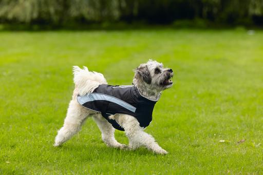 Actual product image Beeztees Dog coat Saby (XXL, Dog coat)
