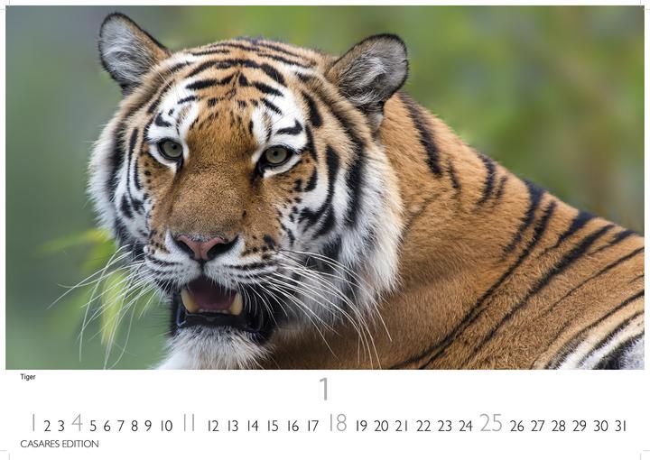 Immagine prodotto Big Cats 2026 S 24x35cm (24 x 35 cm, Tedesco)