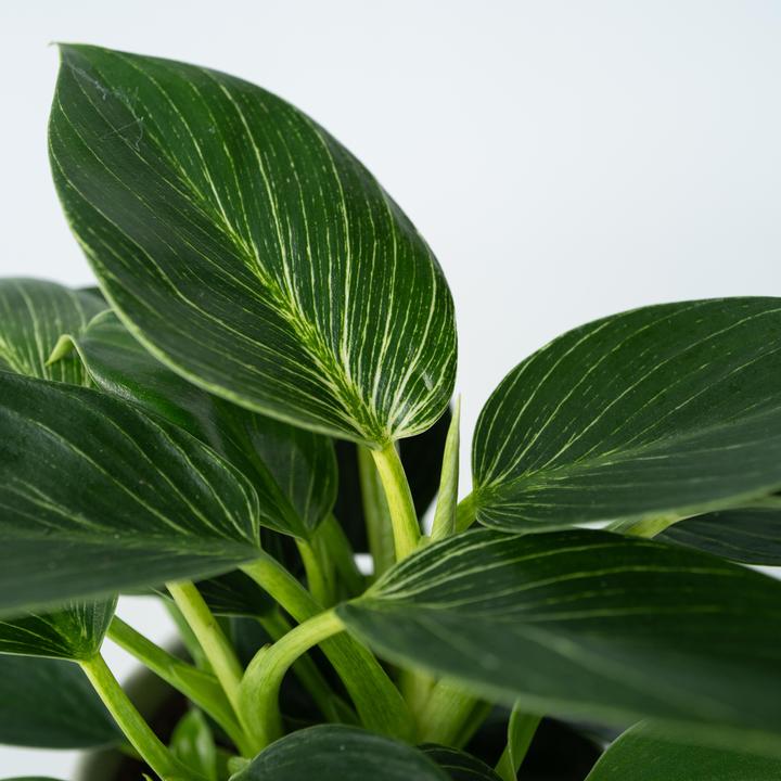 Produktbild Plant in a Box Philodendron 'White Wave' - 2er Set Weisse Welle (25 cm)