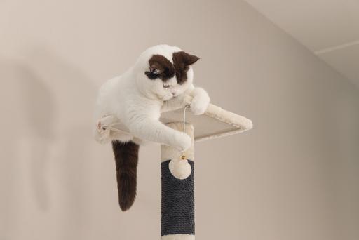 Produktbild Beeztees Figado (135 cm, Beige)