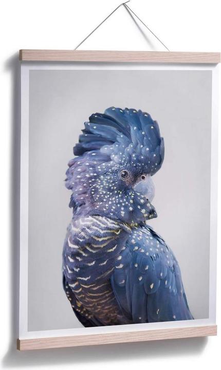 Actual product image Trenddeko Blue Cockatoo (24 x 30 cm)