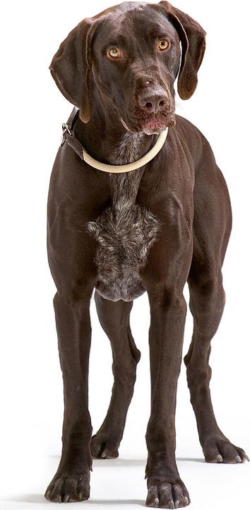 Image du produit Hunter Collier de dressage Freestyle avec stoppeur (M, L, Chien, Général)