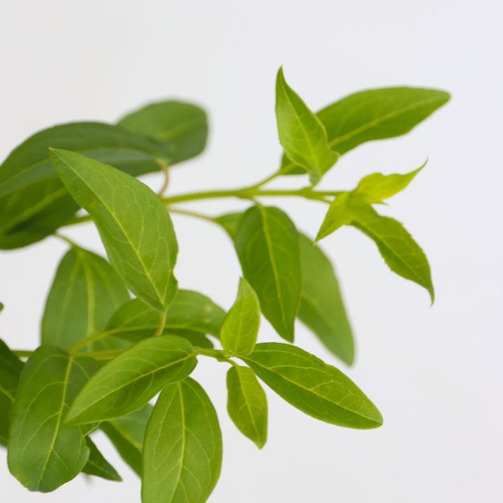 Actual product image Plant in a Box Forsythia intermedia 'Minigold' - Set of 4 Forsythia (25 cm)