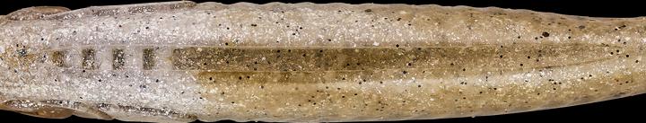 Image du produit Caperlan 332790 (6 cm)