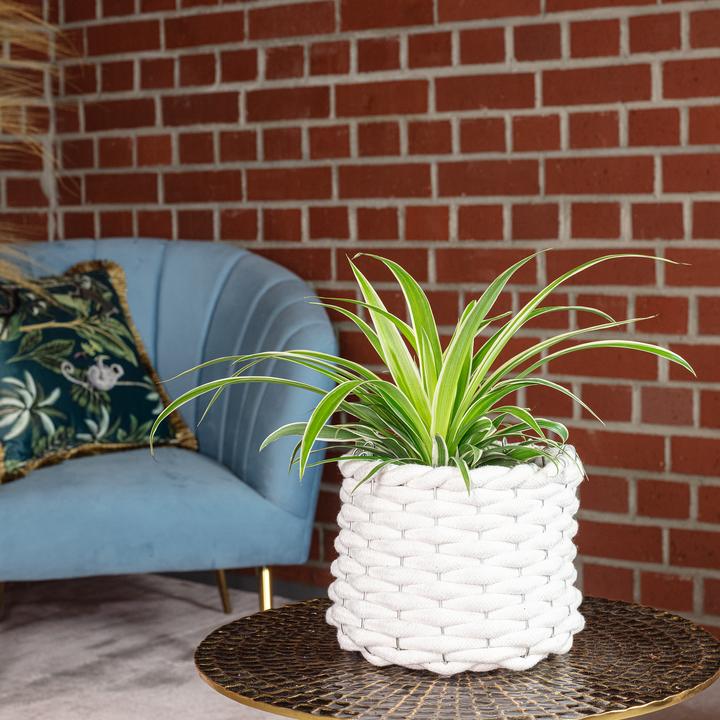 Image du produit Flowerbox Lis vert "Ocean" - Chlorophytum Comosum (20 cm)
