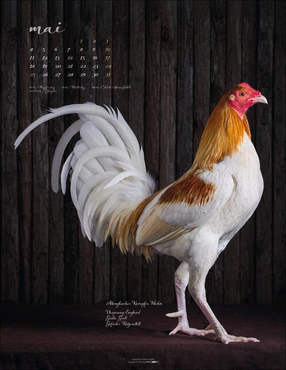 Produktbild Pretty Chicks Kalender 2026 (34 x 44 cm, Deutsch)