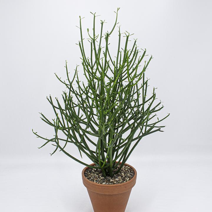 Produktbild Kakteen Gautschi Spaghettibaum (55 cm)