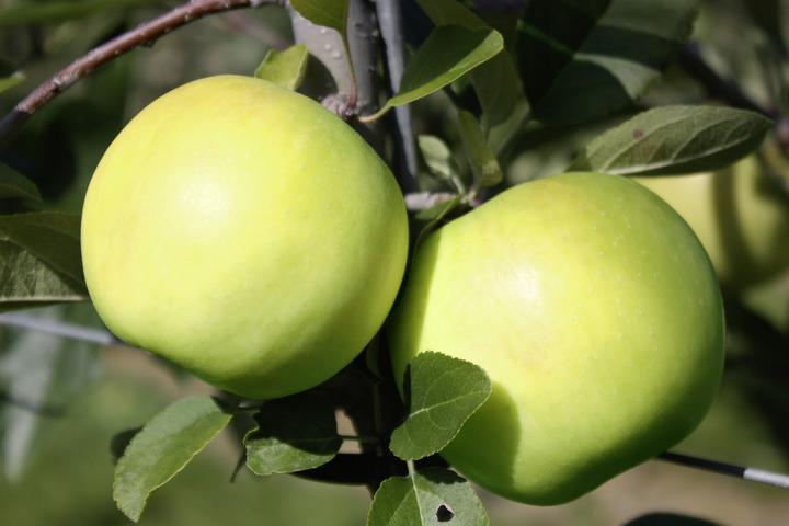 Produktbild Lubera Apfel Bionda Bella