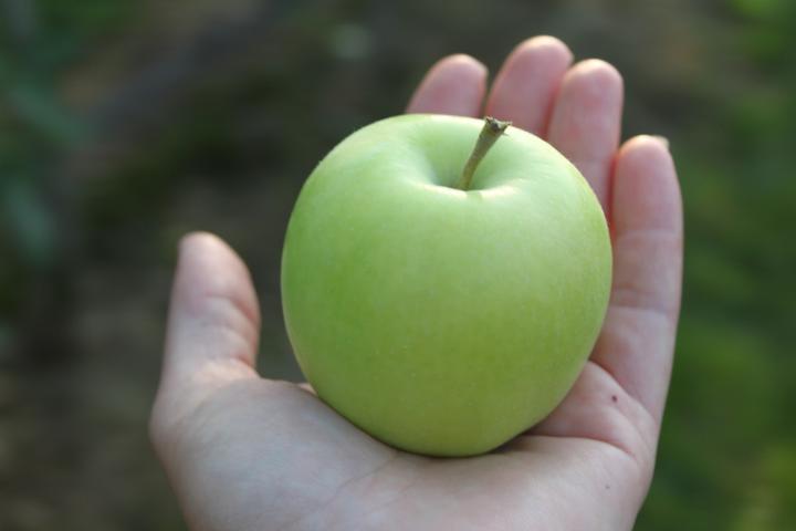 Produktbild Lubera Apfel Bionda Bella