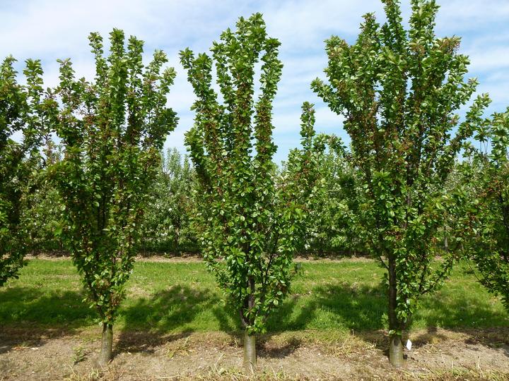 Produktbild Lubera Fruttini Jachim Säulen-Sauerkirsche