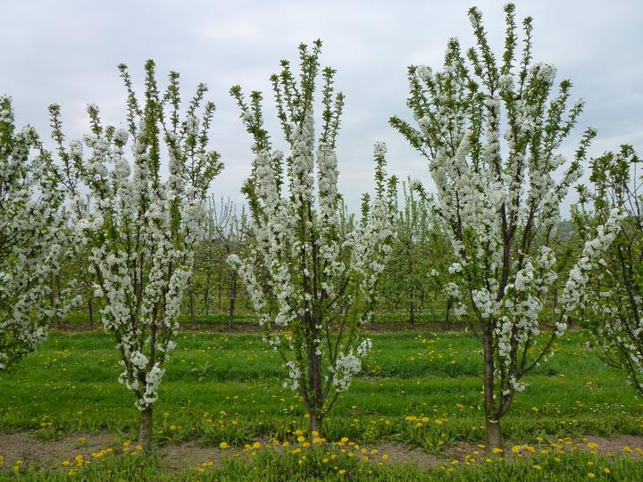 Produktbild Lubera Fruttini Jachim Säulen-Sauerkirsche