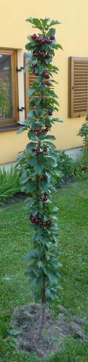 Produktbild Lubera Fruttini Jachim Säulen-Sauerkirsche