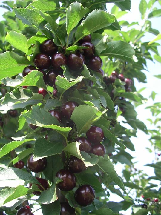 Produktbild Lubera Fruttini Jachim Säulen-Sauerkirsche