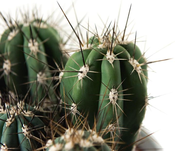 Actual product image Cactus in cachepot (55 cm)