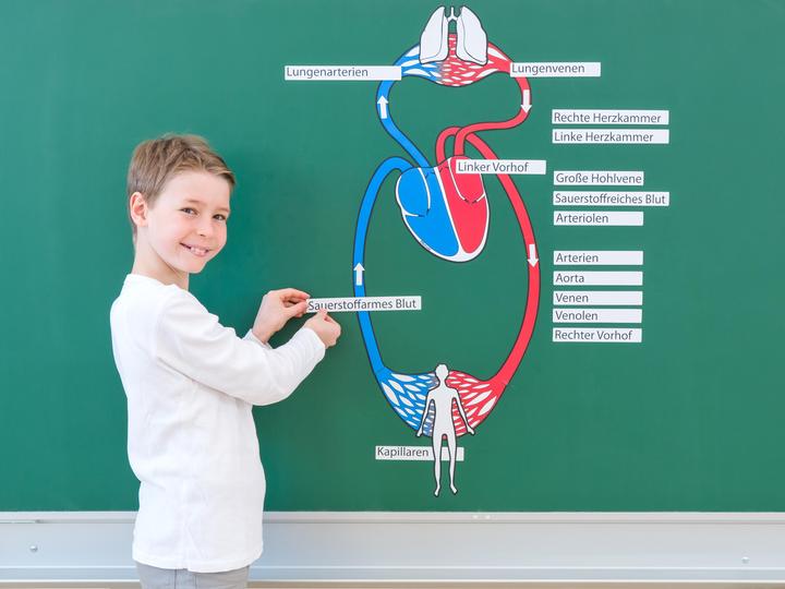 Produktbild Betzold Blutkreislauf, magnetisch