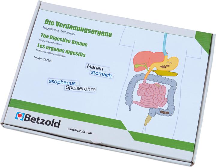 Immagine prodotto Betzold Organi digestivi, materiale per lavagna magnetica (Tedesco, Francese, Inglese)