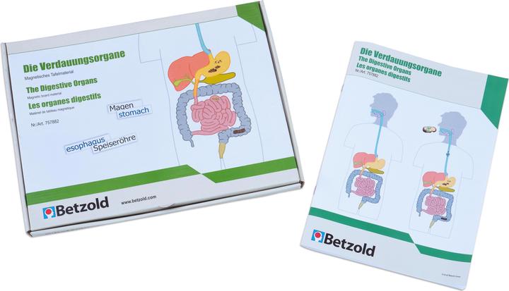Immagine prodotto Betzold Organi digestivi, materiale per lavagna magnetica (Tedesco, Francese, Inglese)