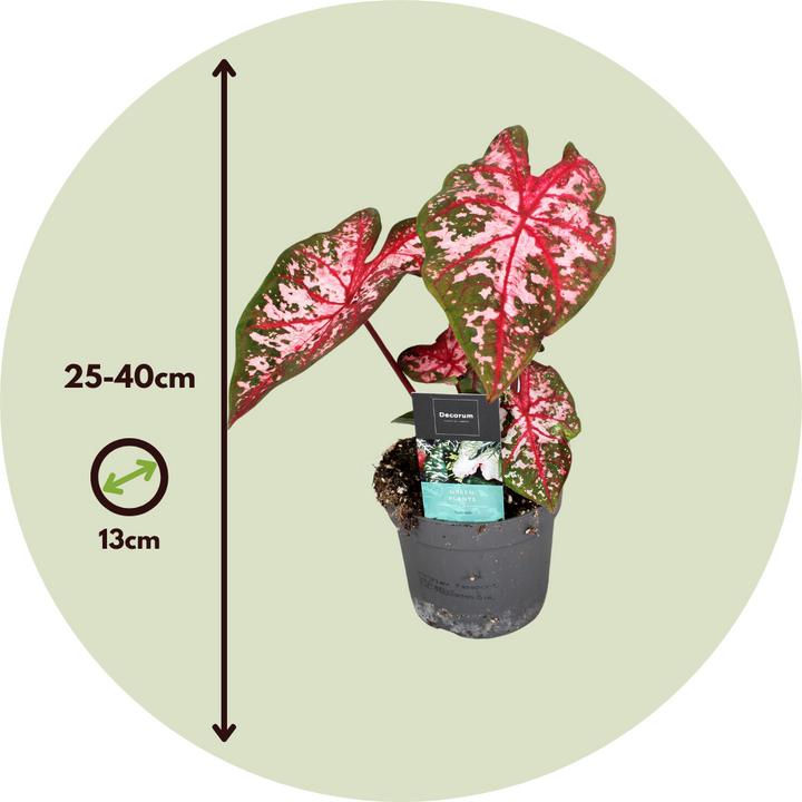 Image du produit Plant in a Box Caladium Carolyn Whorton - (25 cm)