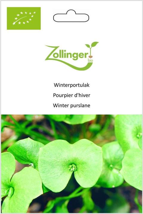 Image du produit Zollinger Bio Pourpier d'hiver (Graines de plantes)