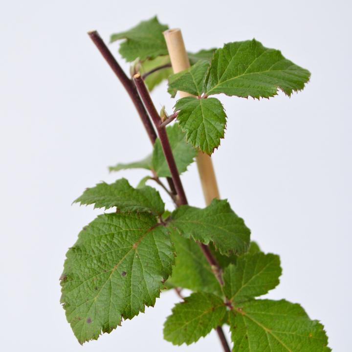 Actual product image Plant in a Box Rubus fruticosus Thornfree - set of 2 blackberry plants (50 cm)