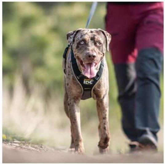 Image du produit Julius-K9 Harnais IDC Longwalk - S (S, Chien, Général)