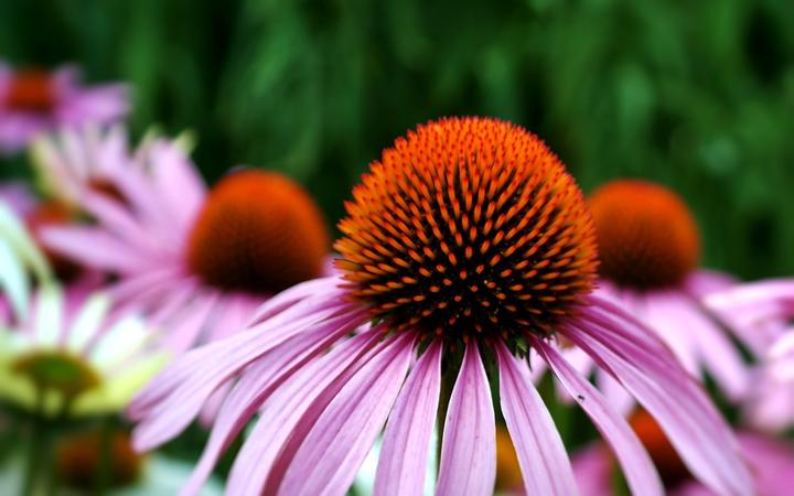 Actual product image Zollinger Bio Echinacea (coneflower) (Bulbous plant)