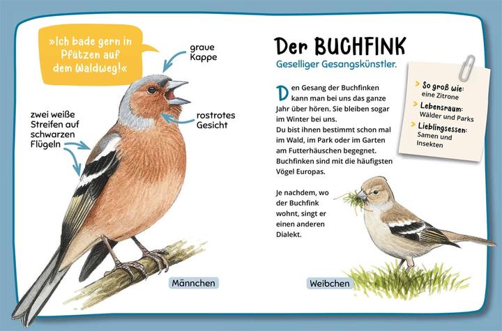 Immagine prodotto Kosmos Mein erster Naturführer, Was fliegt denn da? (Tedesco, Lea Hille, 2023)