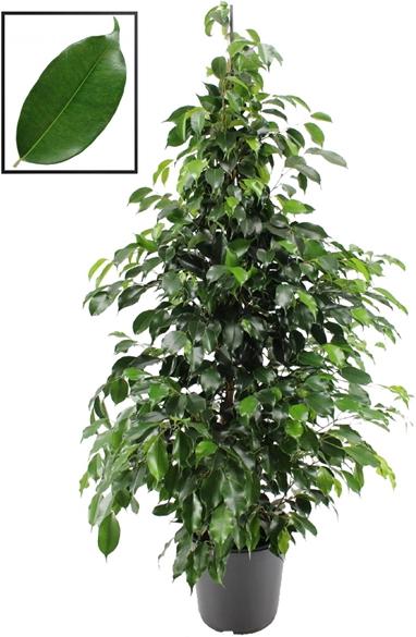 Rutishauser Ficus (90 cm)